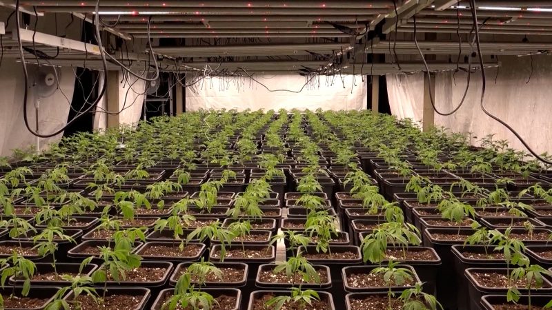 Polizei zerstört legale Cannabis-Plantage in Hagen (Foto: SAT.1 NRW)