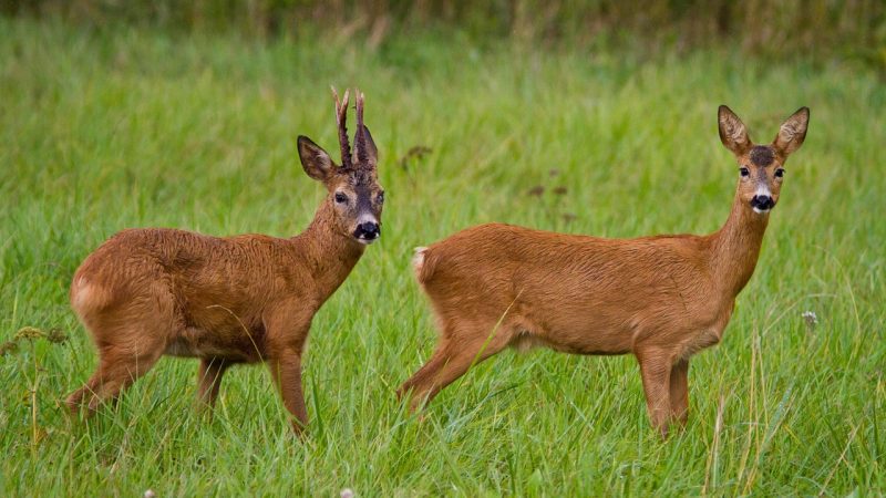 Rehe fressen Grabpflanzen (Foto: SAT.1 NRW)