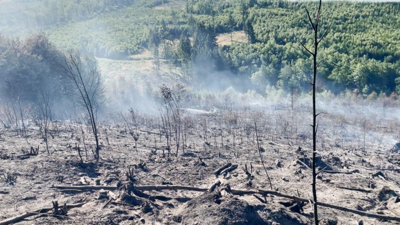 Extreme Trockenheit in NRW: Waldbrandgefahr steigt rasant (Foto: SAT.1 NRW)