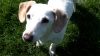 Hundedame Tilly ohne Besitzer (Foto: SAT.1 NRW)