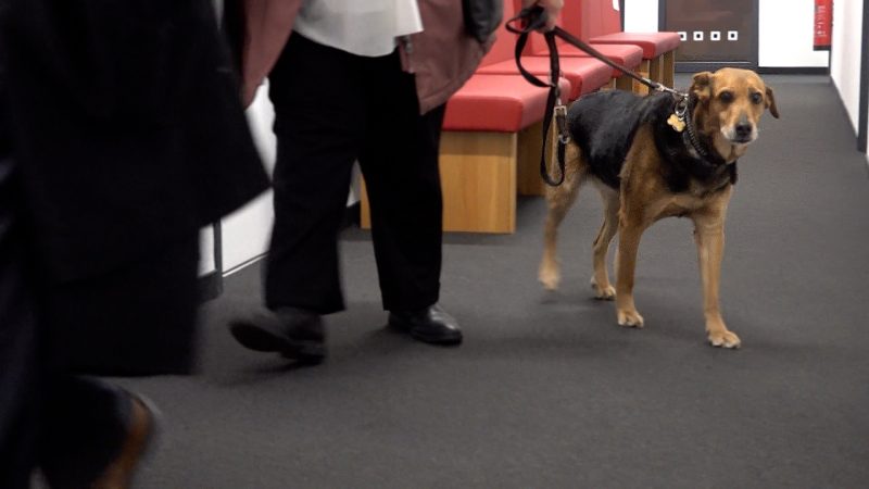 Hund in der Spielhalle? (Foto: SAT.1 NRW)