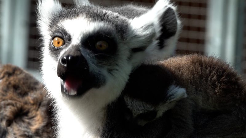 Katta-Babys und Ameisenbär verzaubern Zoobesucher (Foto: SAT.1 NRW)