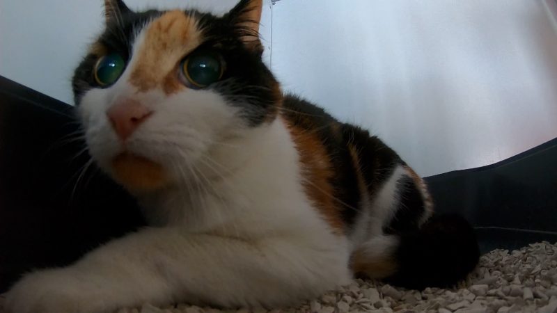 Blinde Katze sucht Liebe (Foto: SAT.1 NRW)