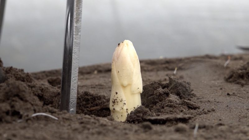 Spargelzeit startet (Foto: SAT.1 NRW)