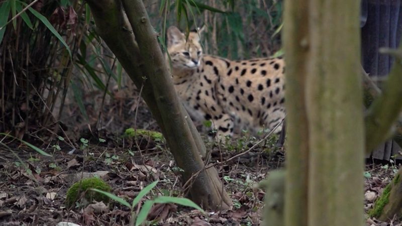 Wildkatzen im Wohnzimmer?! (Foto: SAT.1 NRW)