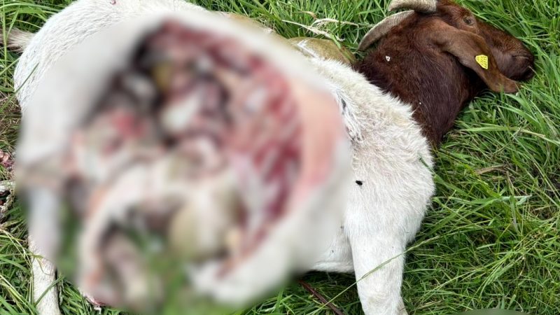 Blutiger Wolfsangriff (Foto: SAT.1 NRW)