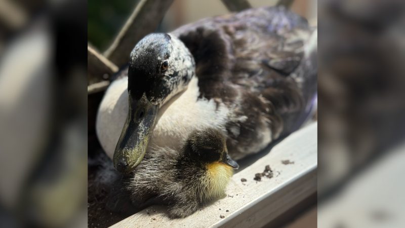 Entenglück mitten im Wohngebiet (Foto: SAT.1 NRW)