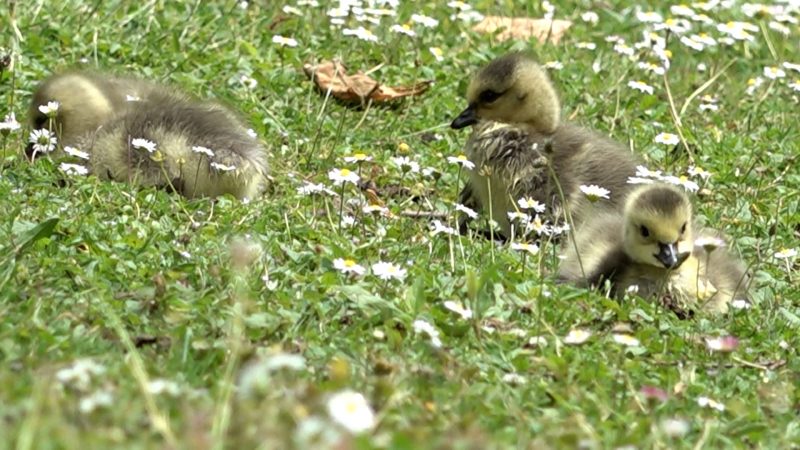 Gänse-Glück mit Schattenseiten (Foto: SAT.1 NRW)