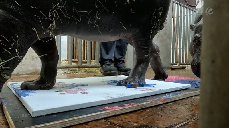 Große Füße, große Kunst (Foto: SAT.1 NRW)