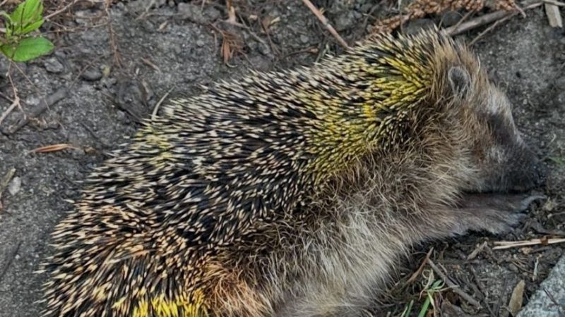 Igel misshandelt: Erneute Tierquälerei in Schöppingen (Foto: SAT.1 NRW)