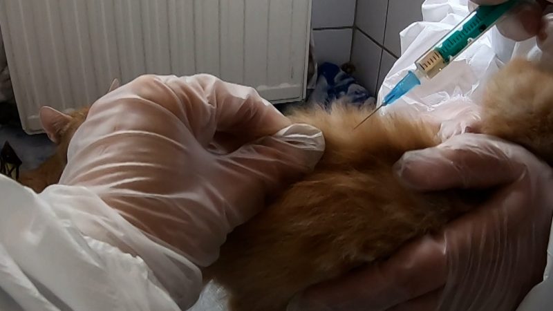 Katzenseuche im Tierheim: schon vier Kittens gestorben (Foto: SAT.1 NRW)