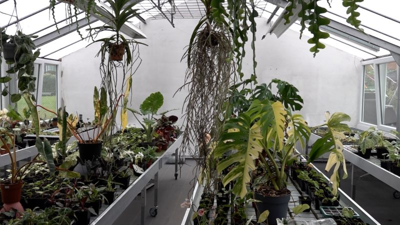 Pflanzen-Gold im Gewächshaus (Foto: SAT.1 NRW)