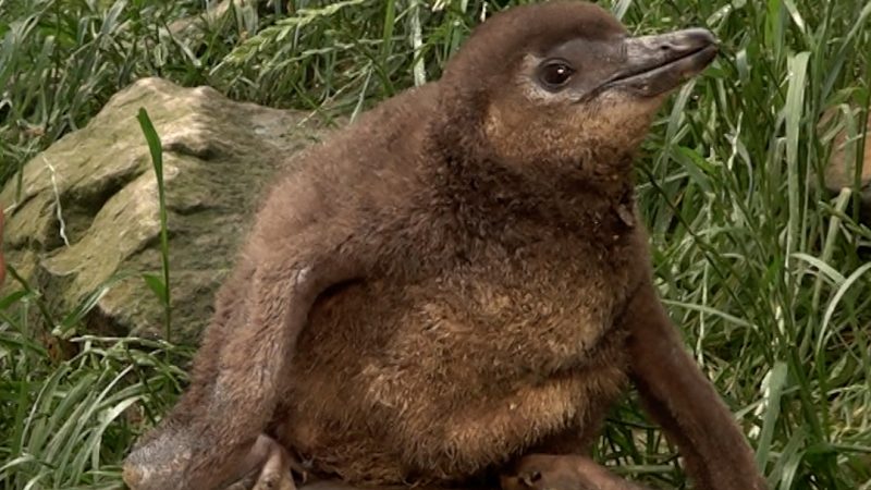 Pinguin-Nachwuchs im Zoo Duisburg (Foto: SAT.1 NRW)