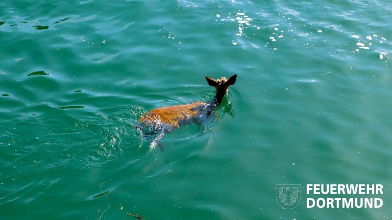 Rehrettung im Dortmund-Ems-Kanal (Foto: SAT.1 NRW)