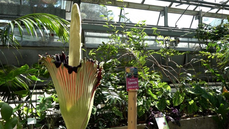 Stink-Spektakel in Bochum (Foto: SAT.1 NRW)