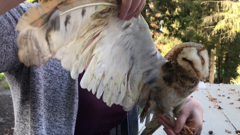 Wildtiere kehren zurück (Foto: SAT.1 NRW)
