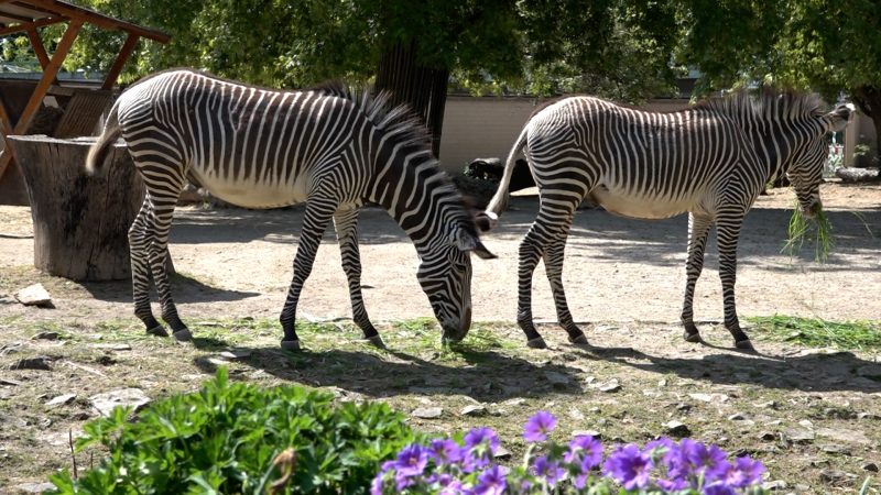 Zebrastreifen-Alarm im Kölner Zoo (Foto: SAT.1 NRW)