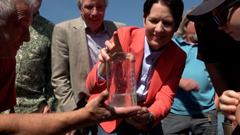50.000 Maifischlarven für den Rhein (Foto: SAT.1 NRW)