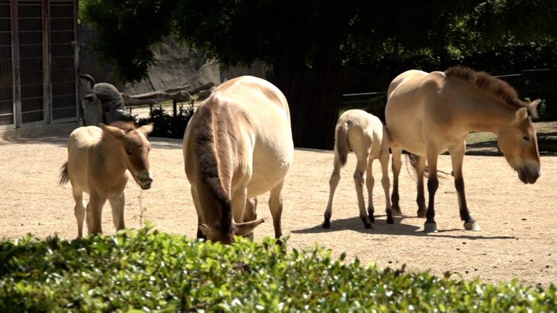 Nachwuchs bei Wildpferden (Foto: SAT.1 NRW)