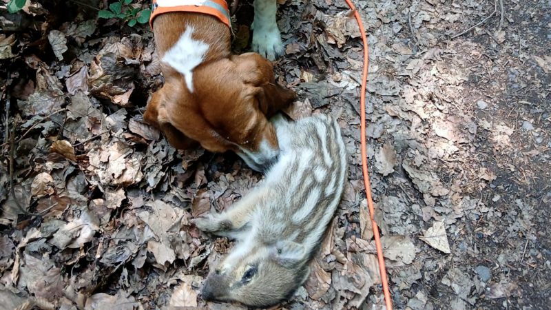 Frischling stirbt im Naturschutzgebiet (Foto: SAT.1 NRW)