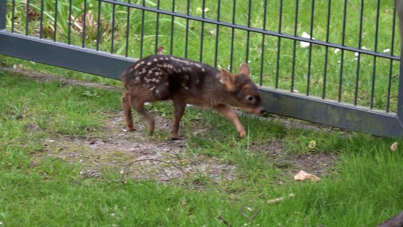 Mini-Hirsche im Kölner Zoo geboren (Foto: SAT.1 NRW)