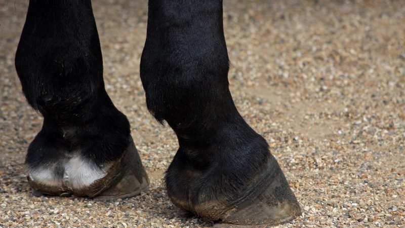Voltigier-Abenteuer in Aachen: CHIO-Test mit Muskelkater-Garantie (Foto: SAT.1 NRW)
