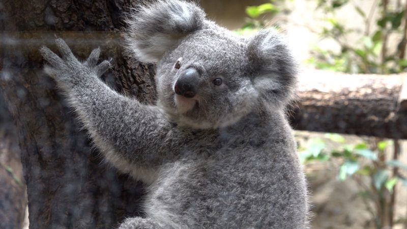 Duisburg trauert um Europas ältesten Koala (Foto: SAT.1 NRW)