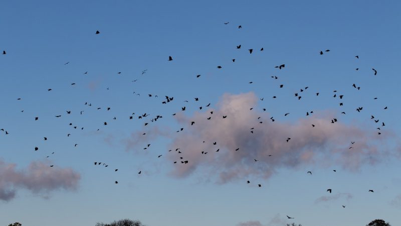 Krähen machen in Soest großen Ärger (Foto: SAT.1 NRW)