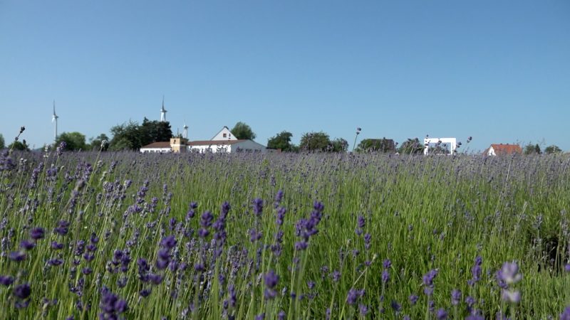 Provence-Feeling in Lage: Lavendelsaison eingeläutet (Foto: SAT.1 NRW)