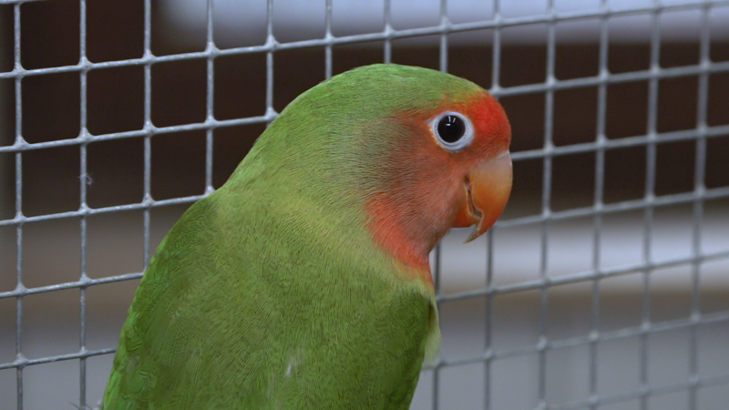 Papagei Mango sucht die Liebe (Foto: SAT.1 NRW)