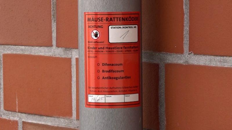 Rattenplage in Hückelhoven (Foto: SAT.1 NRW)