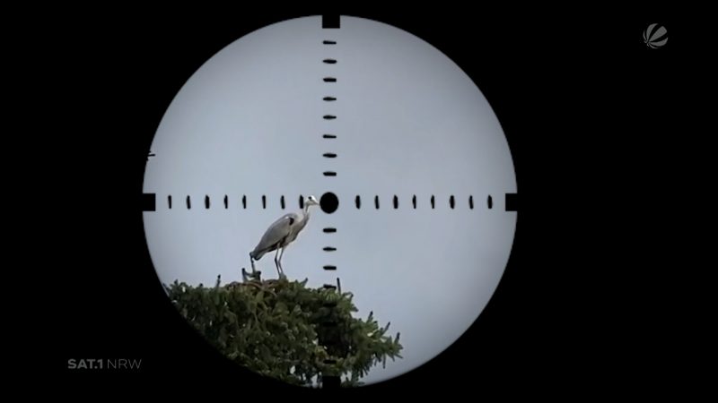 Tierquälerei in Aachen: Reiher angeschossen (Foto: SAT.1 NRW)