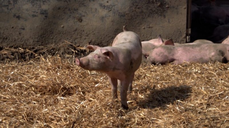 Schweinepest im Kreis Olpe (Foto: SAT.1 NRW)