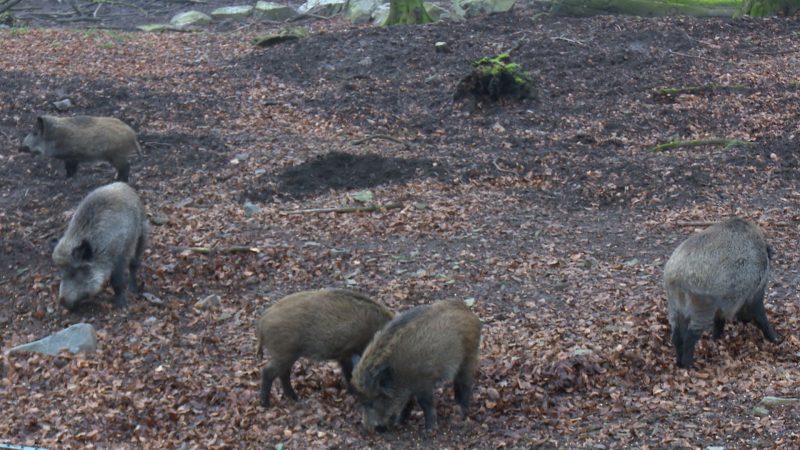 Schweinepest erreicht NRW (Foto: SAT.1 NRW)