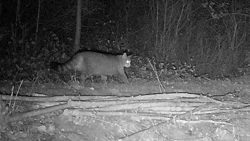 Wildkatze im Tagebau entdeckt (Foto: SAT.1 NRW)