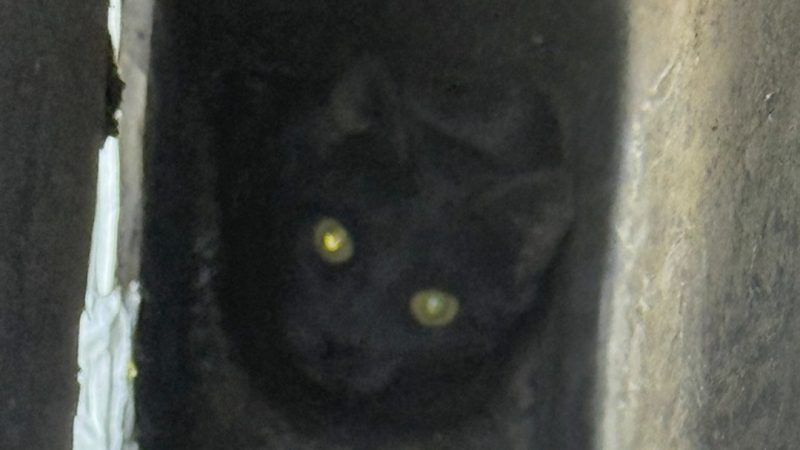 Katze im Kamin (Foto: SAT.1 NRW)