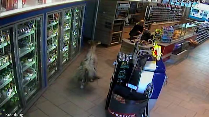 Ziege spaziert in Tankstelle (Foto: SAT.1 NRW)