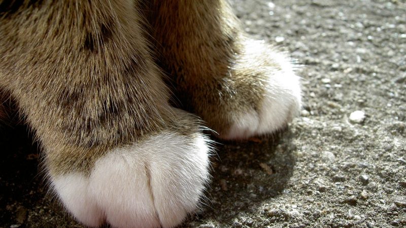 Katzenbabys am Waldrand ausgesetzt – Polizei sucht Täter (Foto: SAT.1 NRW)