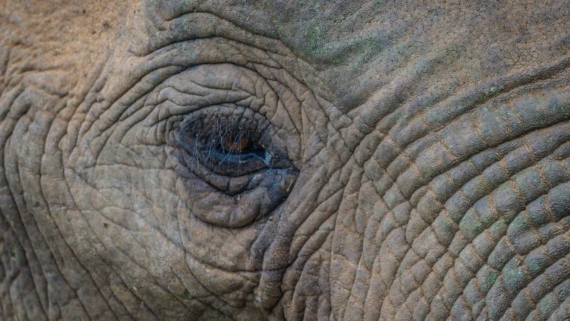 Elefanten-Check im Zoo Köln (Foto: SAT.1 NRW)