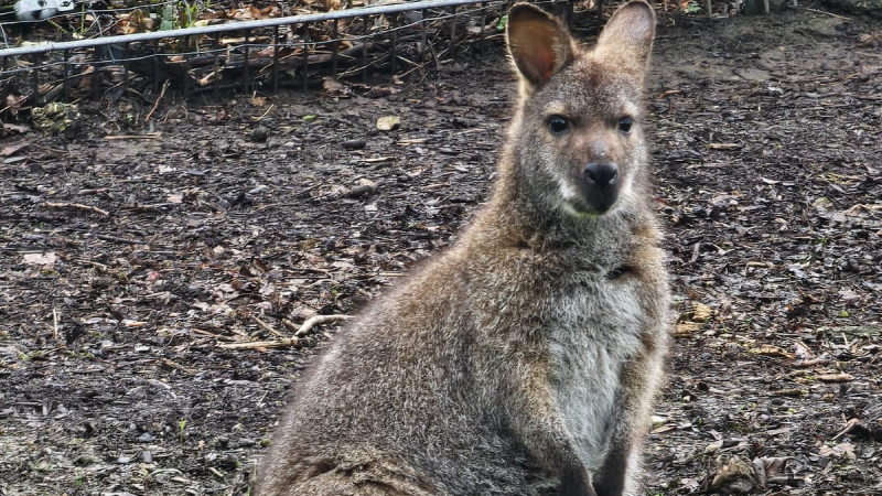 Grausame Tat im Tierpark: Kängurus enthauptet (Foto: SAT.1 NRW)