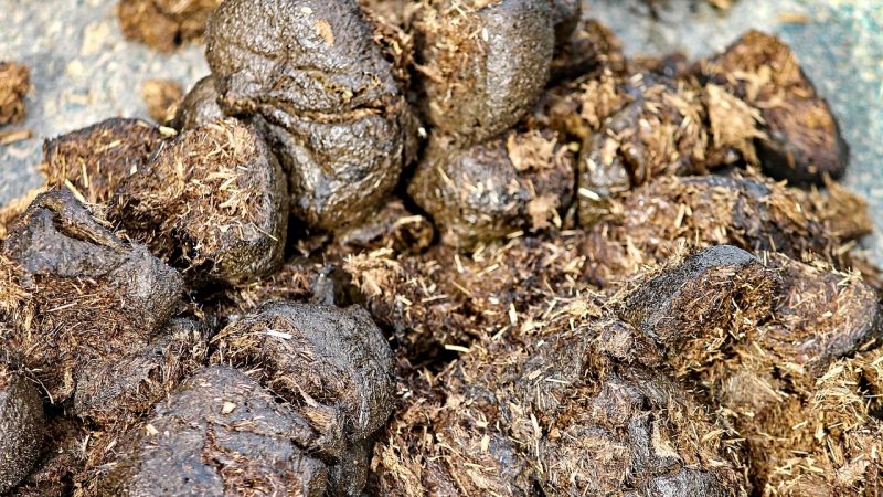 Stallburschen auf der CHIO Aachen (Foto: SAT.1 NRW)
