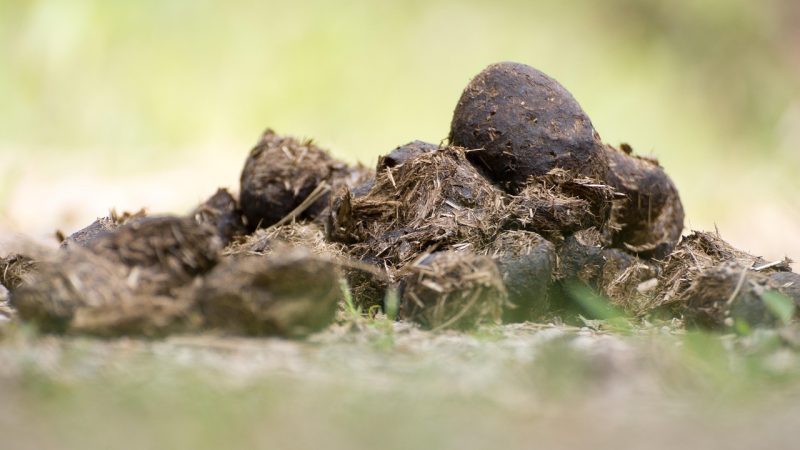 100 Tonnen Mist – einer macht’s weg (Foto: SAT.1 NRW)
