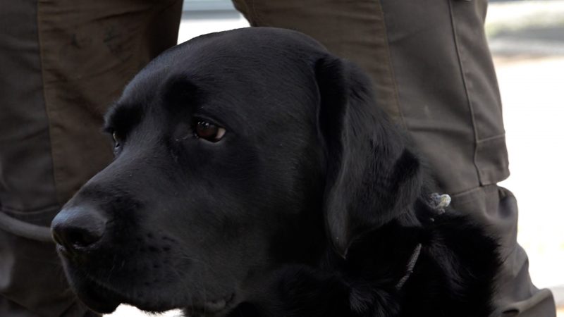 Superhund Krümel rettet Bäume in Solingen (Foto: SAT.1 NRW)