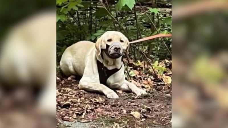 Hund mit Panzertape misshandelt (Foto: SAT.1 NRW)