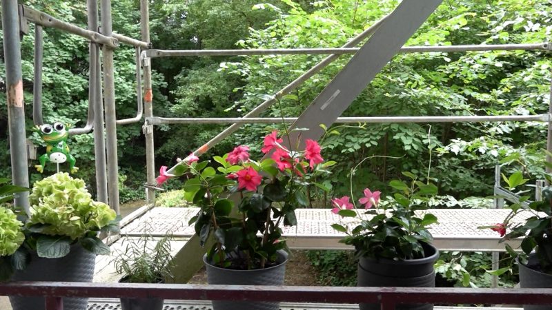 7 Jahre Gerüst vorm Fenster (Foto: SAT.1 NRW)