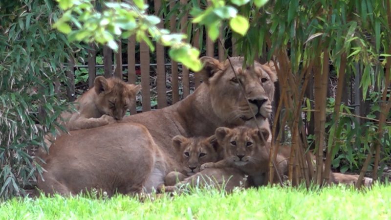 Kölner Zoo tötet Löwenbabys (Foto: SAT.1 NRW)