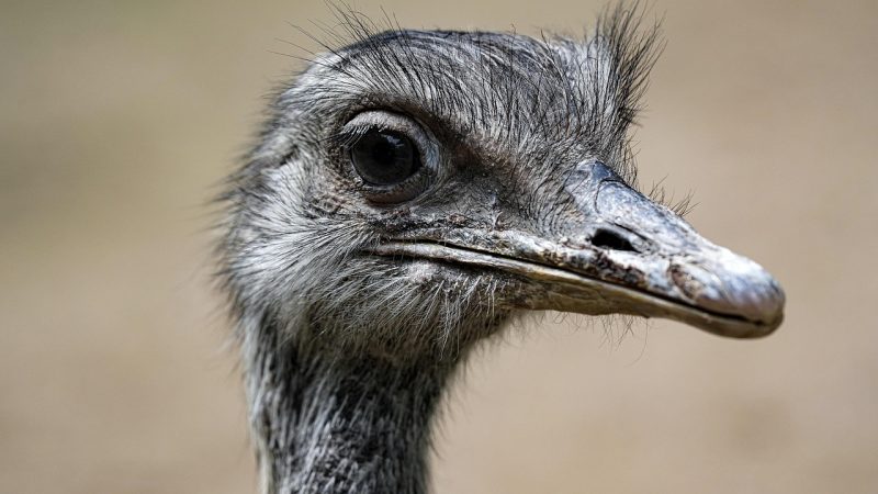 Nandu entlaufen (Foto: SAT.1 NRW)