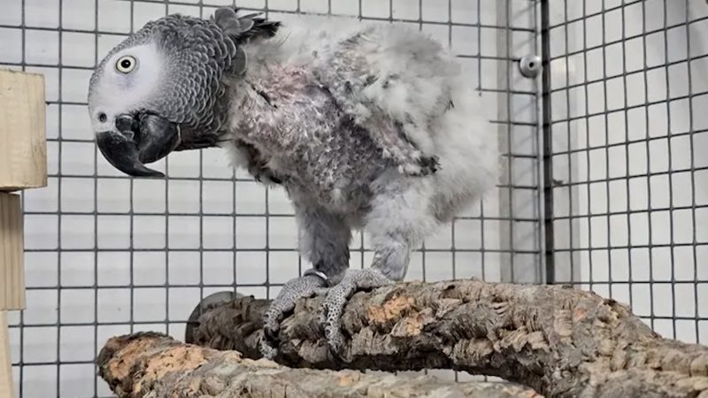 Papageien brauchen Hilfe – und ihre Retterin auch (Foto: SAT.1 NRW)