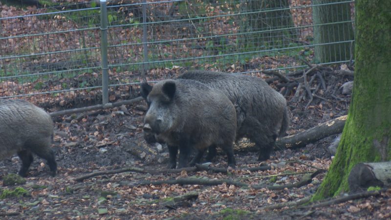 Wanderverbot wegen Schweinepest  (Foto: SAT.1 NRW)