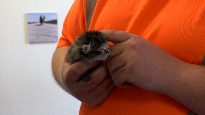 Gerettet aus der Tonne: Katzenbabys knapp dem Tod entkommen (Foto: SAT.1 NRW)